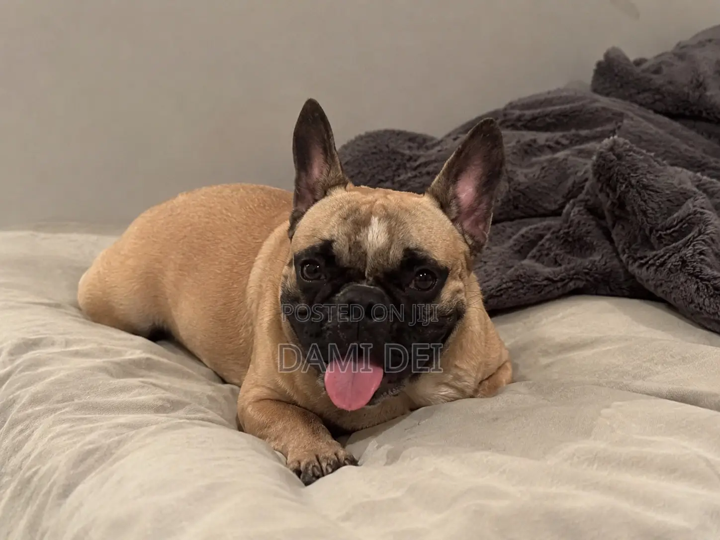 1+ year Male Purebred French Bulldog