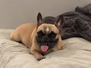 1+ year Male Purebred French Bulldog