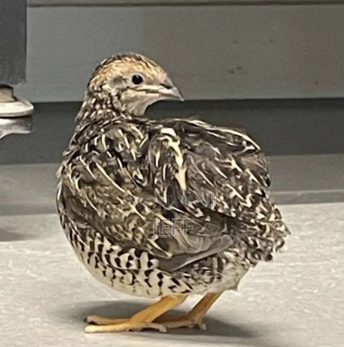 Quail Birds