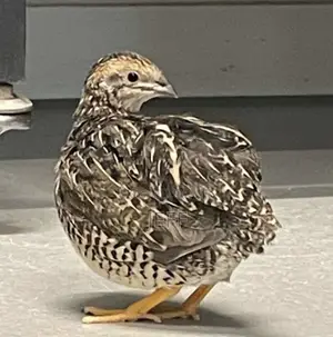 Quail Birds