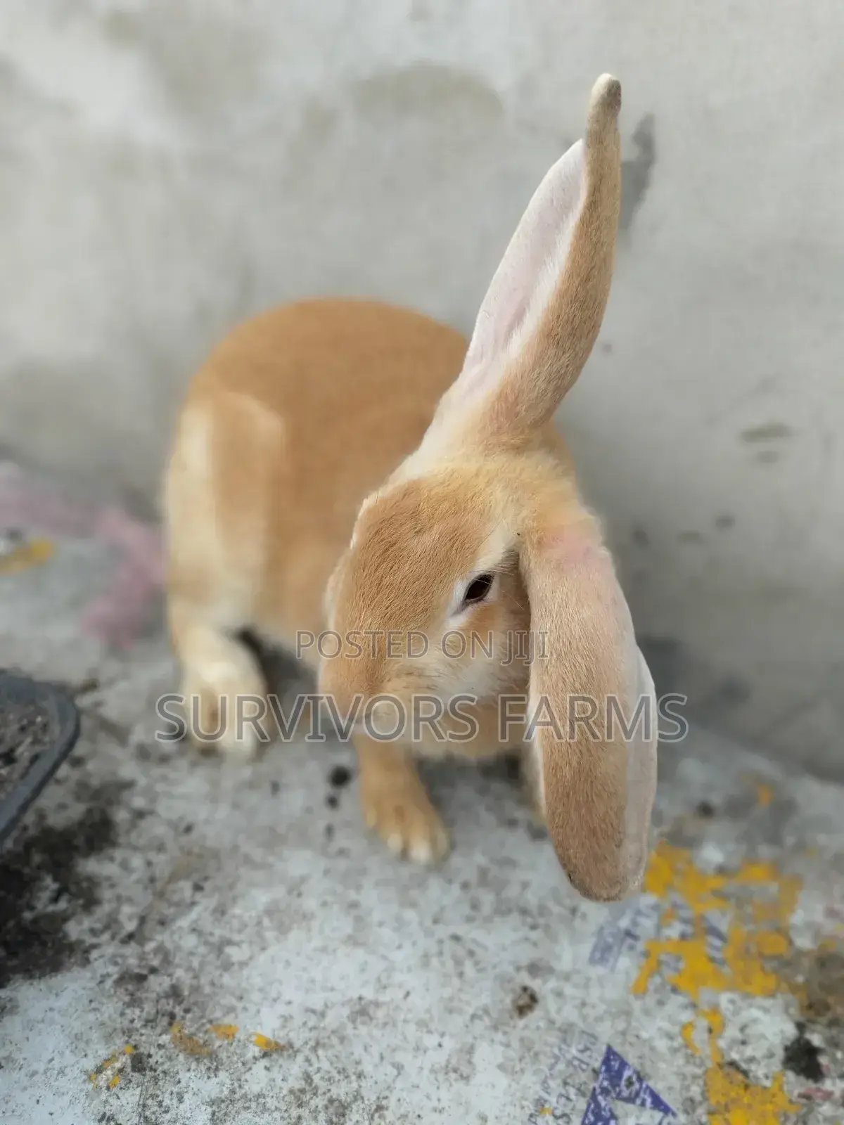 Rabbits of Different Breeds and Sizes