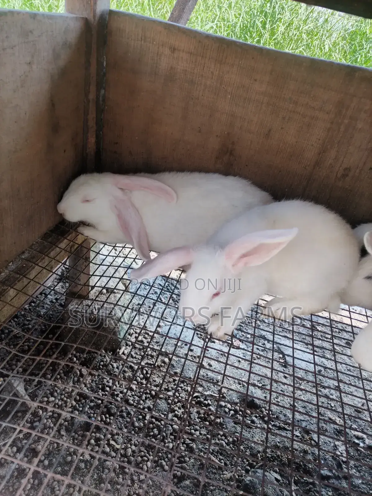 Rabbits of Different Breeds and Sizes