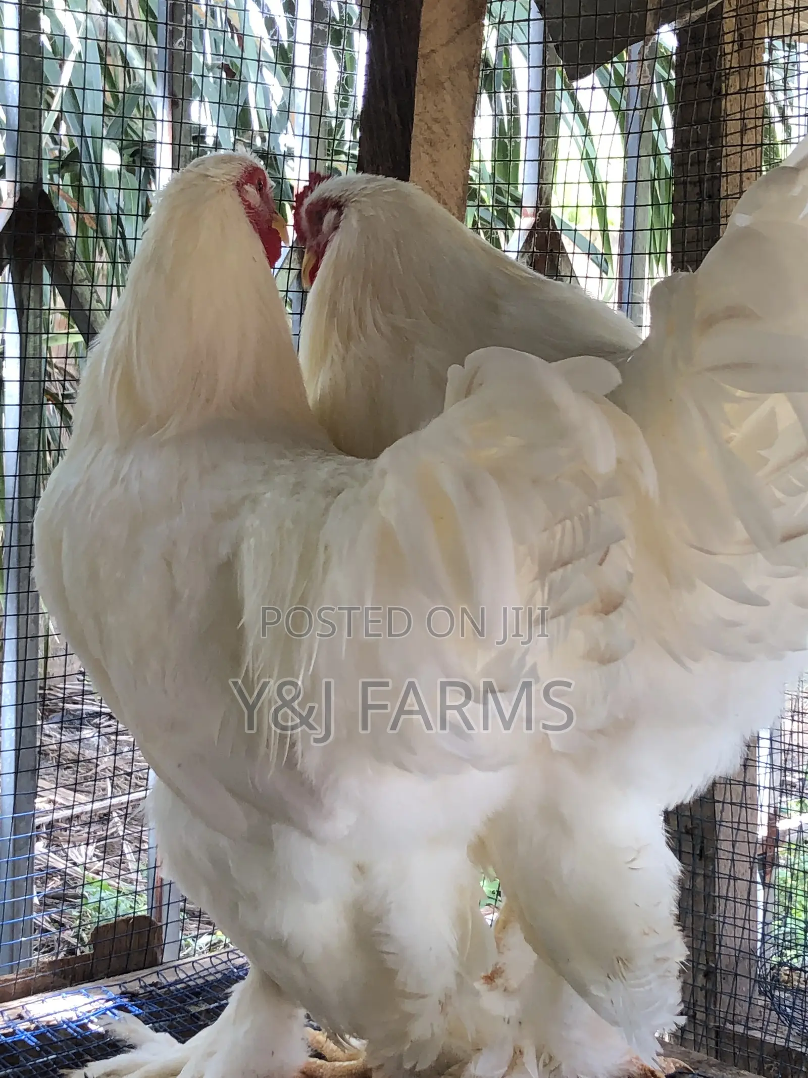 Pure White Belgian Brahma
