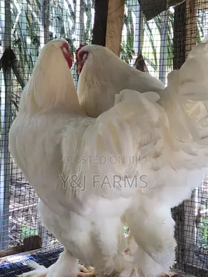 Pure White Belgian Brahma