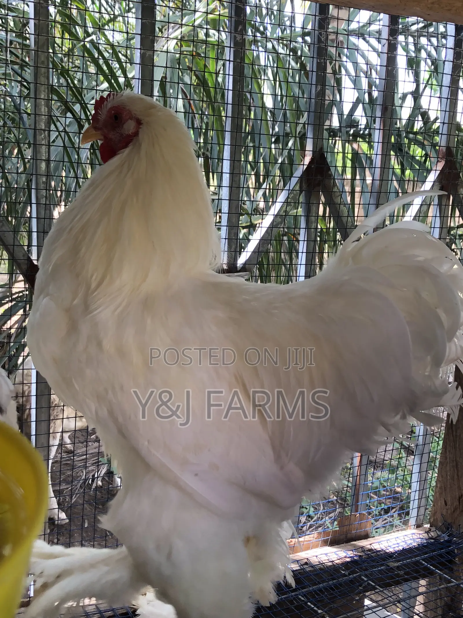 Pure White Belgian Brahma