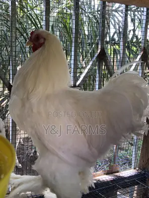Pure White Belgian Brahma