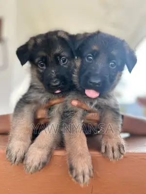 1-3 months Male Purebred German Shepherd