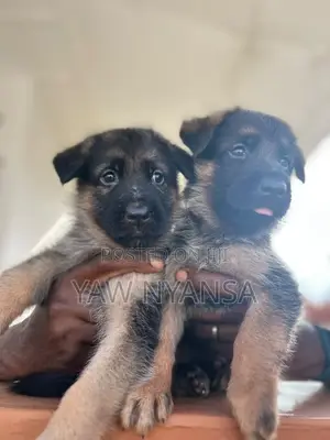 1-3 months Female Purebred German Shepherd