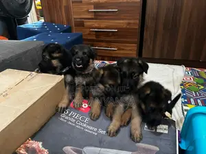 1-3 months Female Purebred German Shepherd