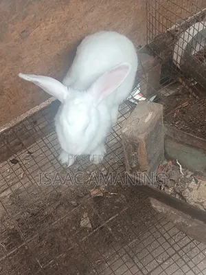 Ib Rabbit Farm