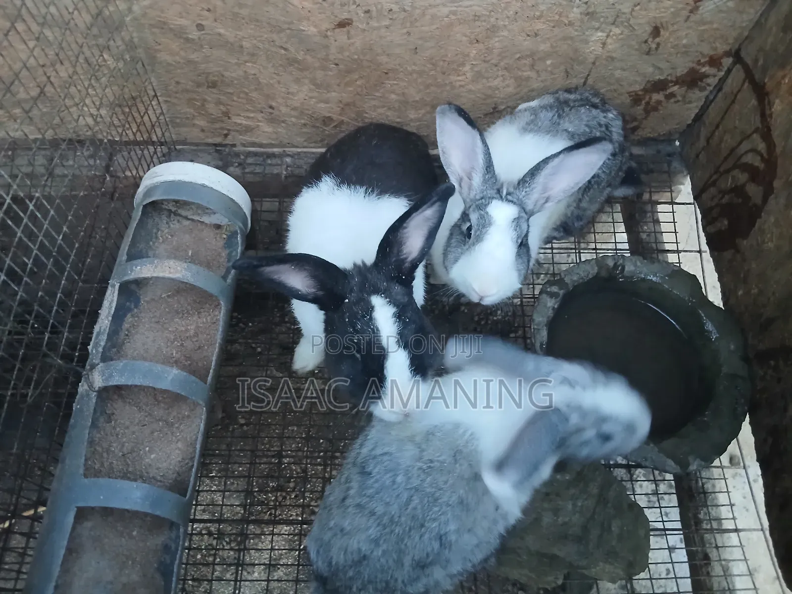 Ib Rabbit Farm