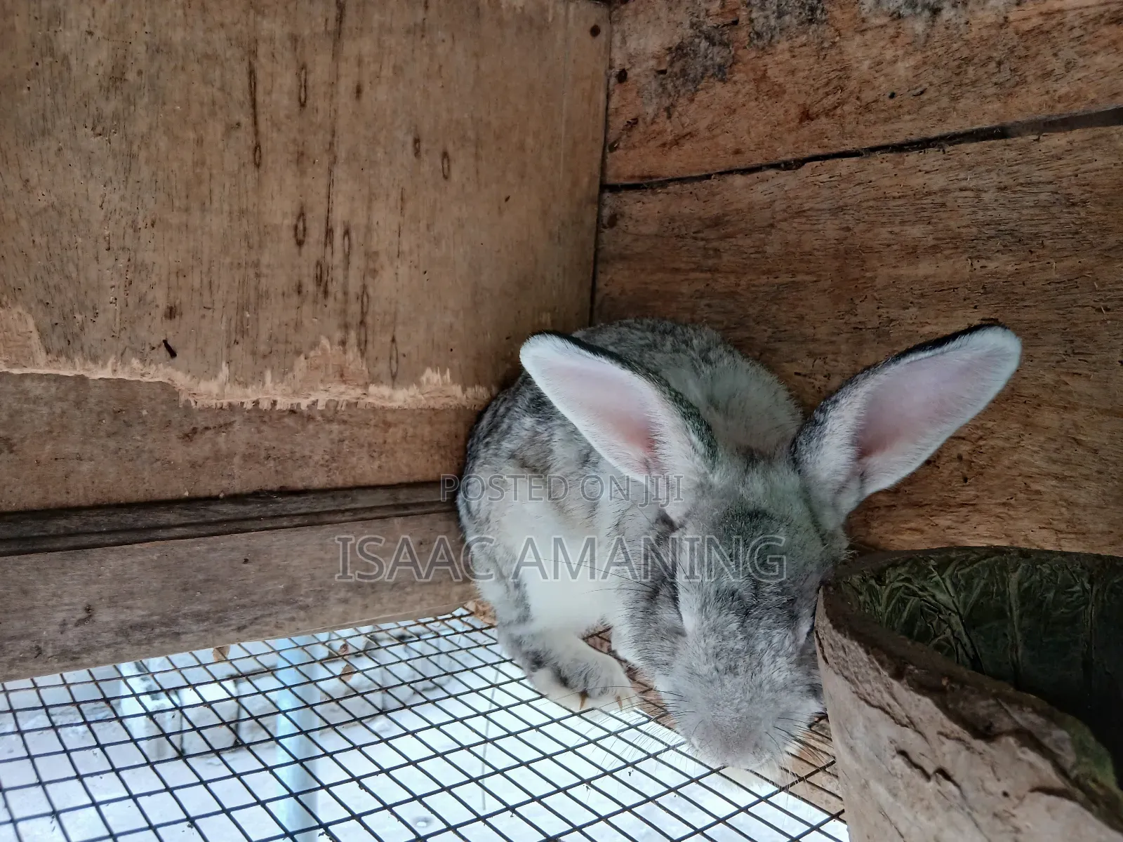 Ib Rabbit Farm