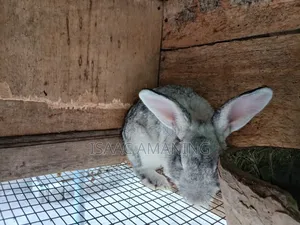 Ib Rabbit Farm
