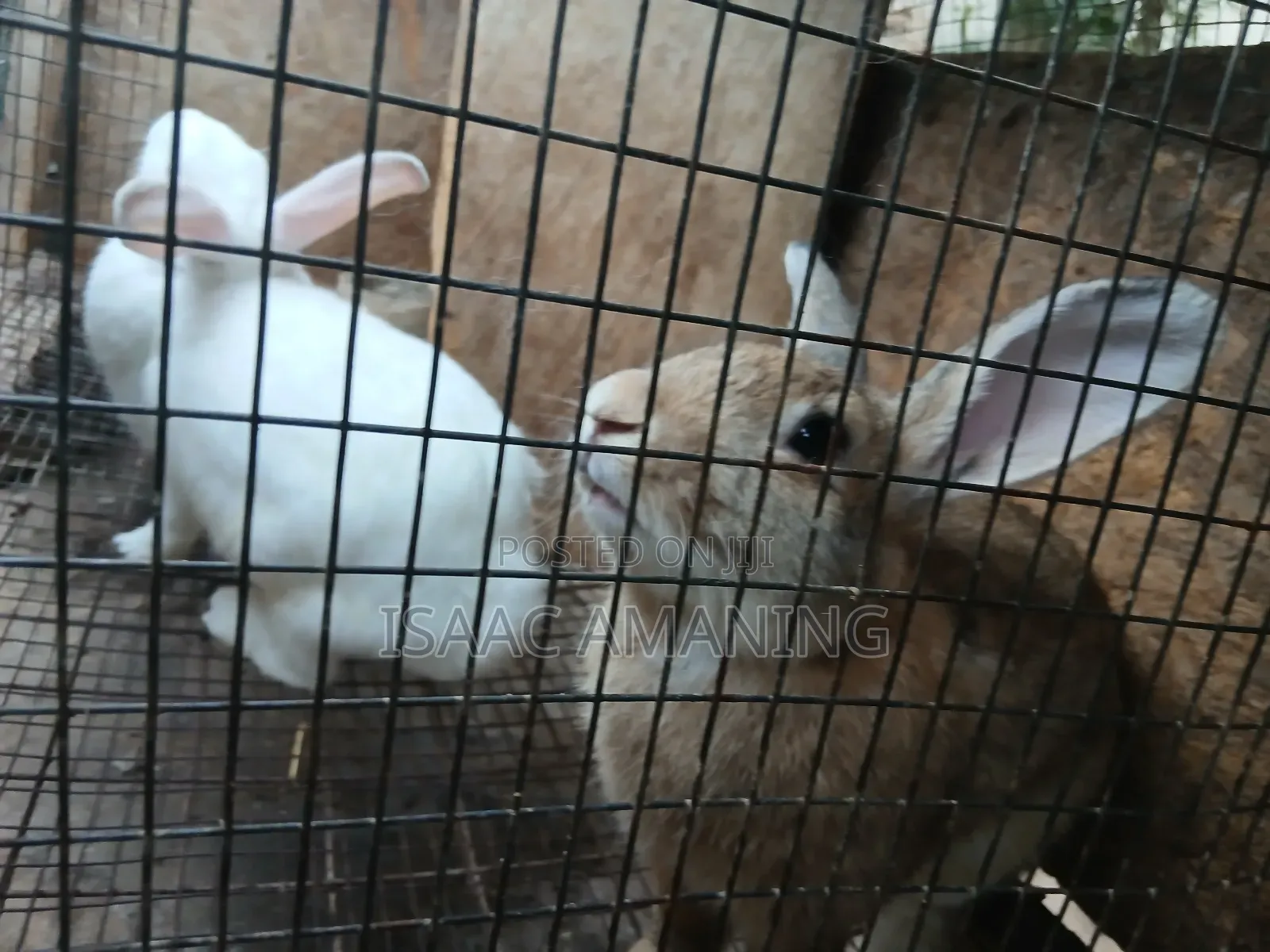 Ib Rabbit Farm