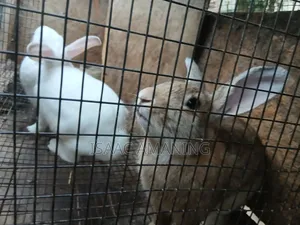 Ib Rabbit Farm