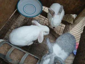 Ib Rabbit Farm