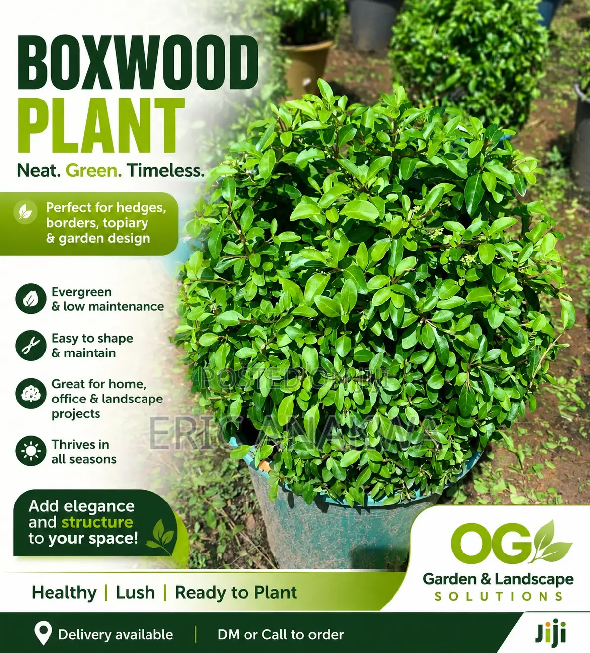 Boxwood Plant – Healthy Decorative Garden Plant for Landscaping