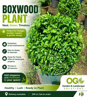 Boxwood Plant – Healthy Decorative Garden Plant for Landscaping