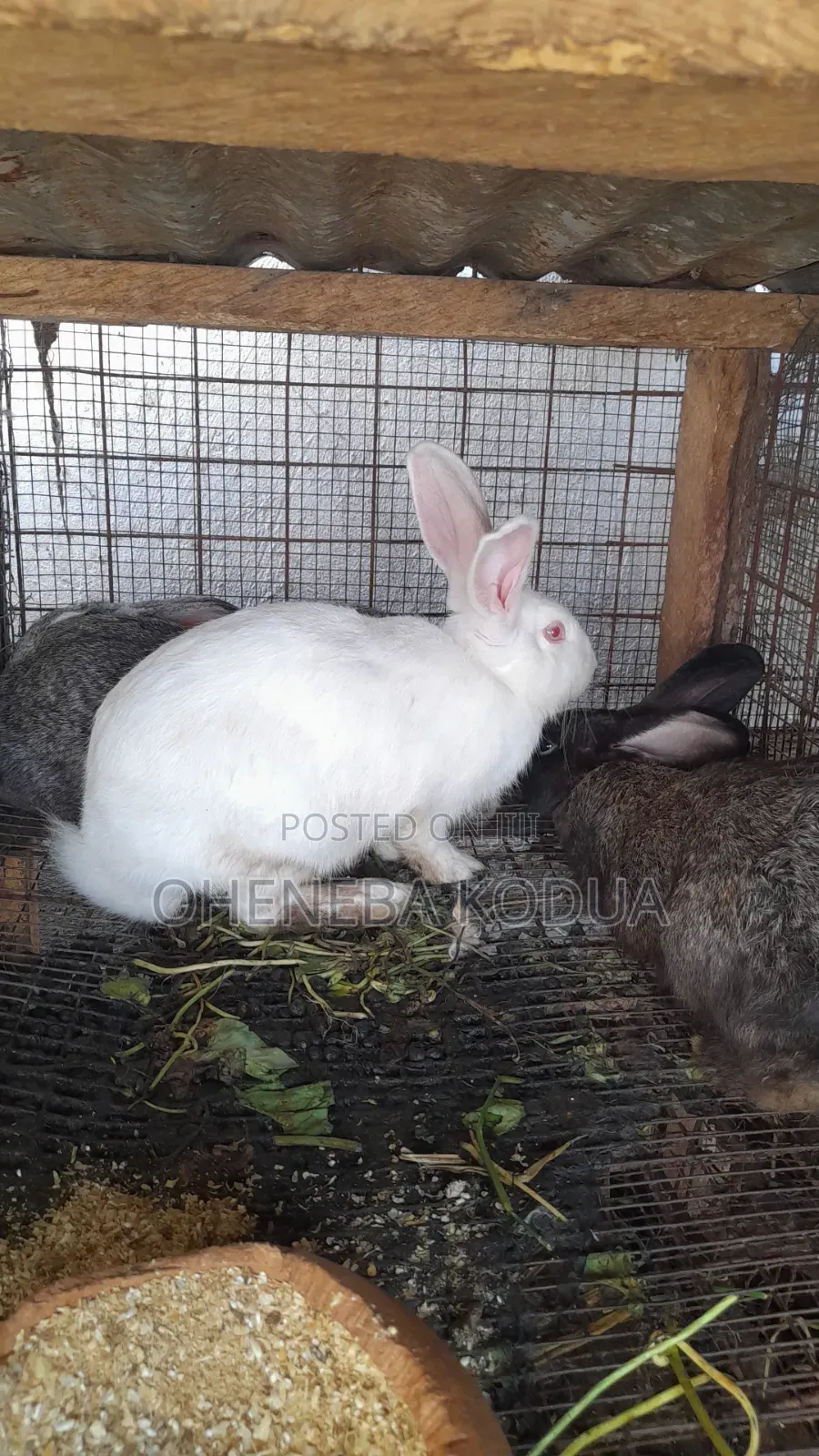Farms Animals (Rabbits Farm)