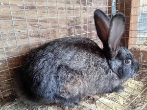 Farms Animals (Rabbits Farm)