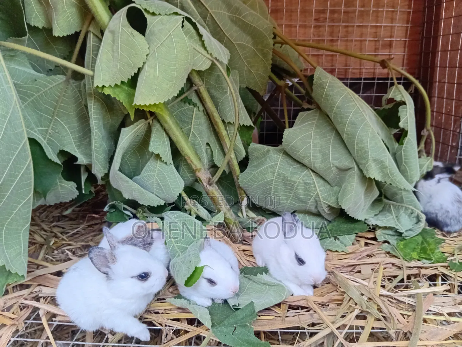 Farms Animals (Rabbits Farm)