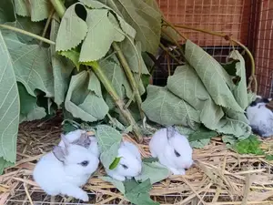 Farms Animals (Rabbits Farm)