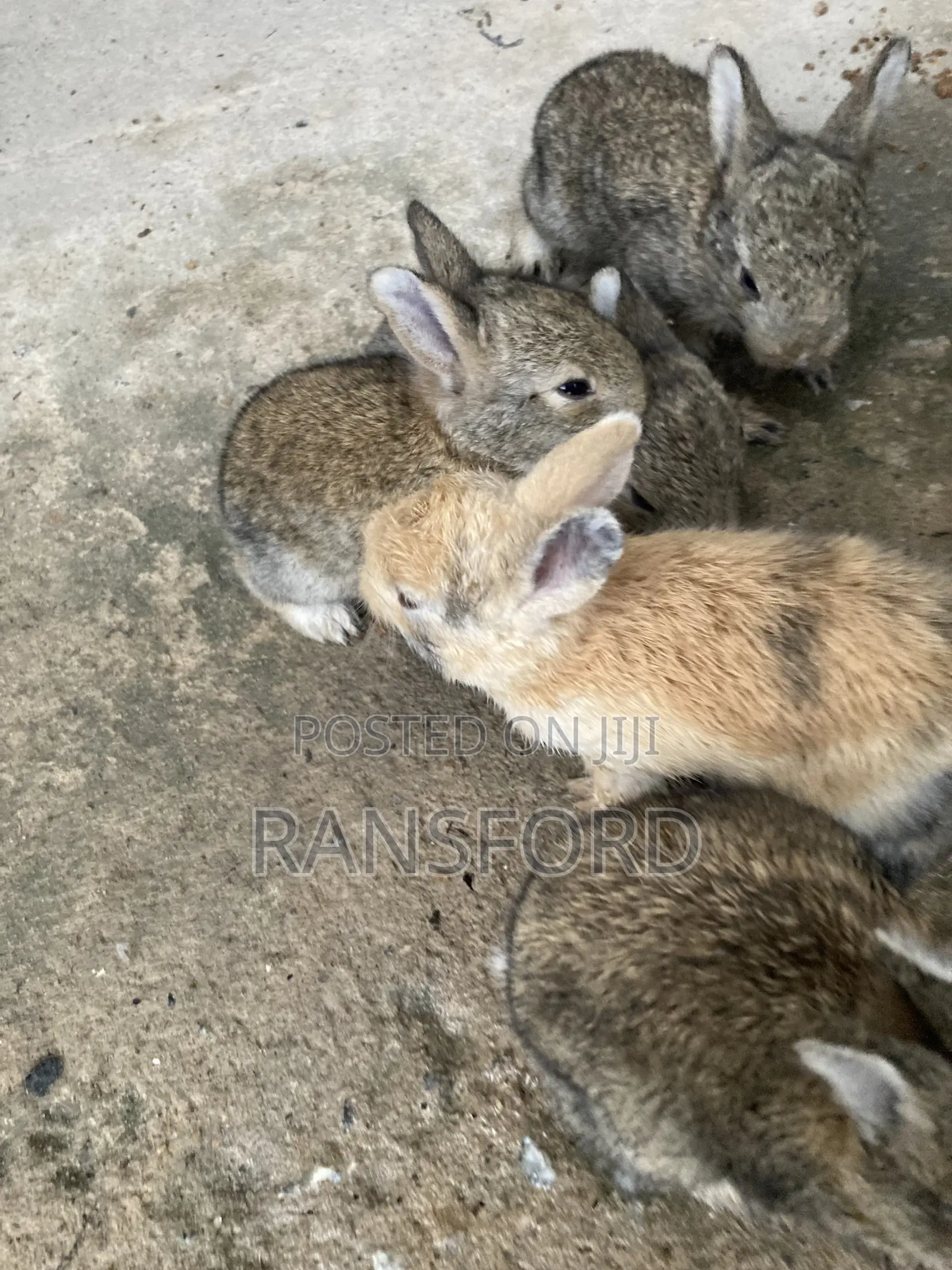Rabbits Giant