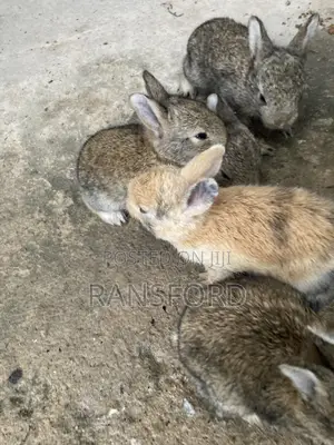 Rabbits Giant