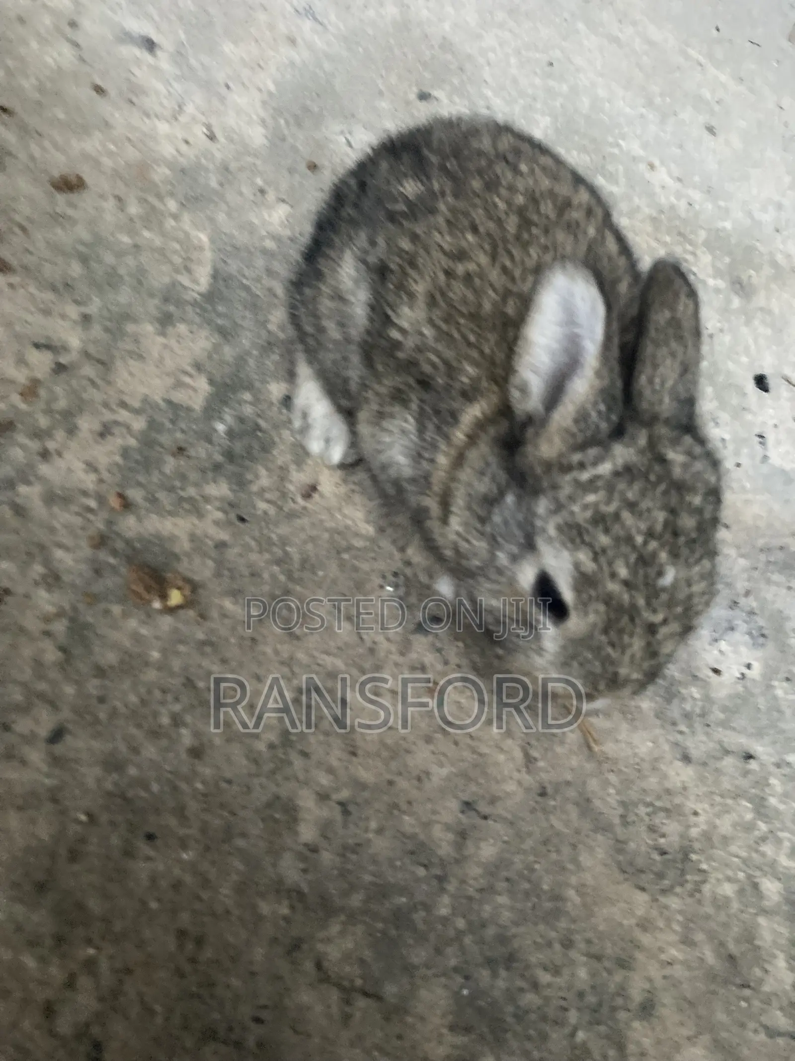 Rabbits Giant
