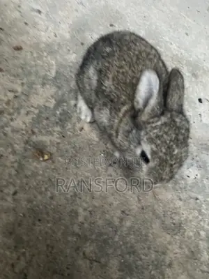 Rabbits Giant