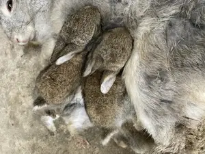 Rabbits Giant
