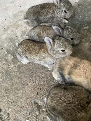 Rabbits Giant