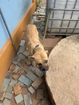 1+ year Male Purebred Boerboel