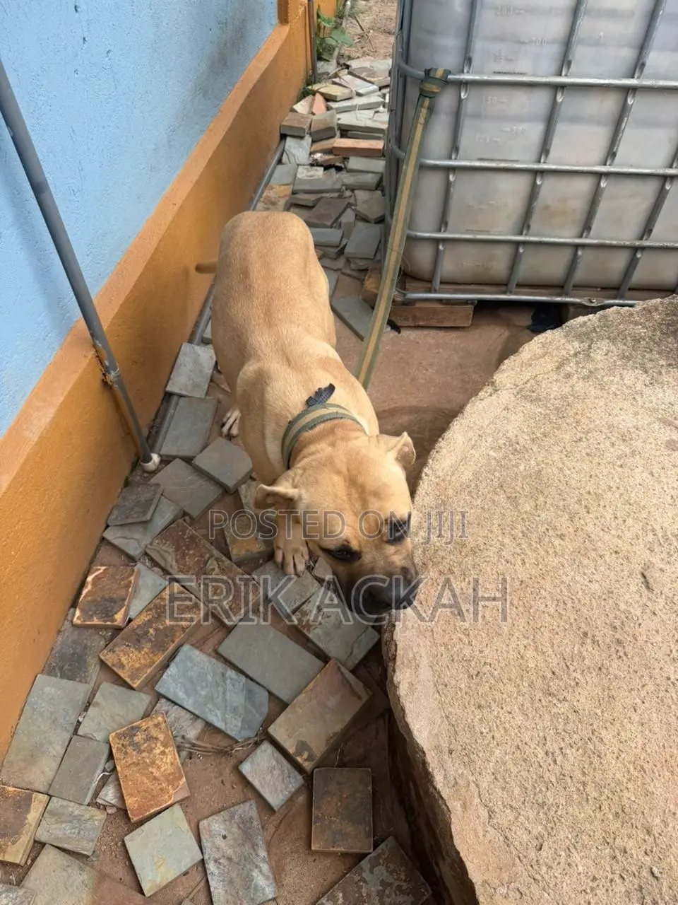 1+ year Male Purebred Boerboel