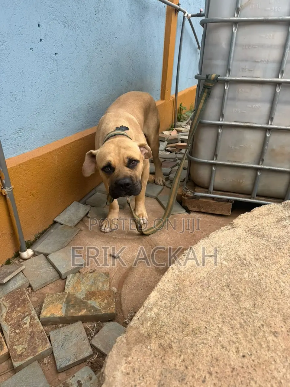 1+ year Male Purebred Boerboel