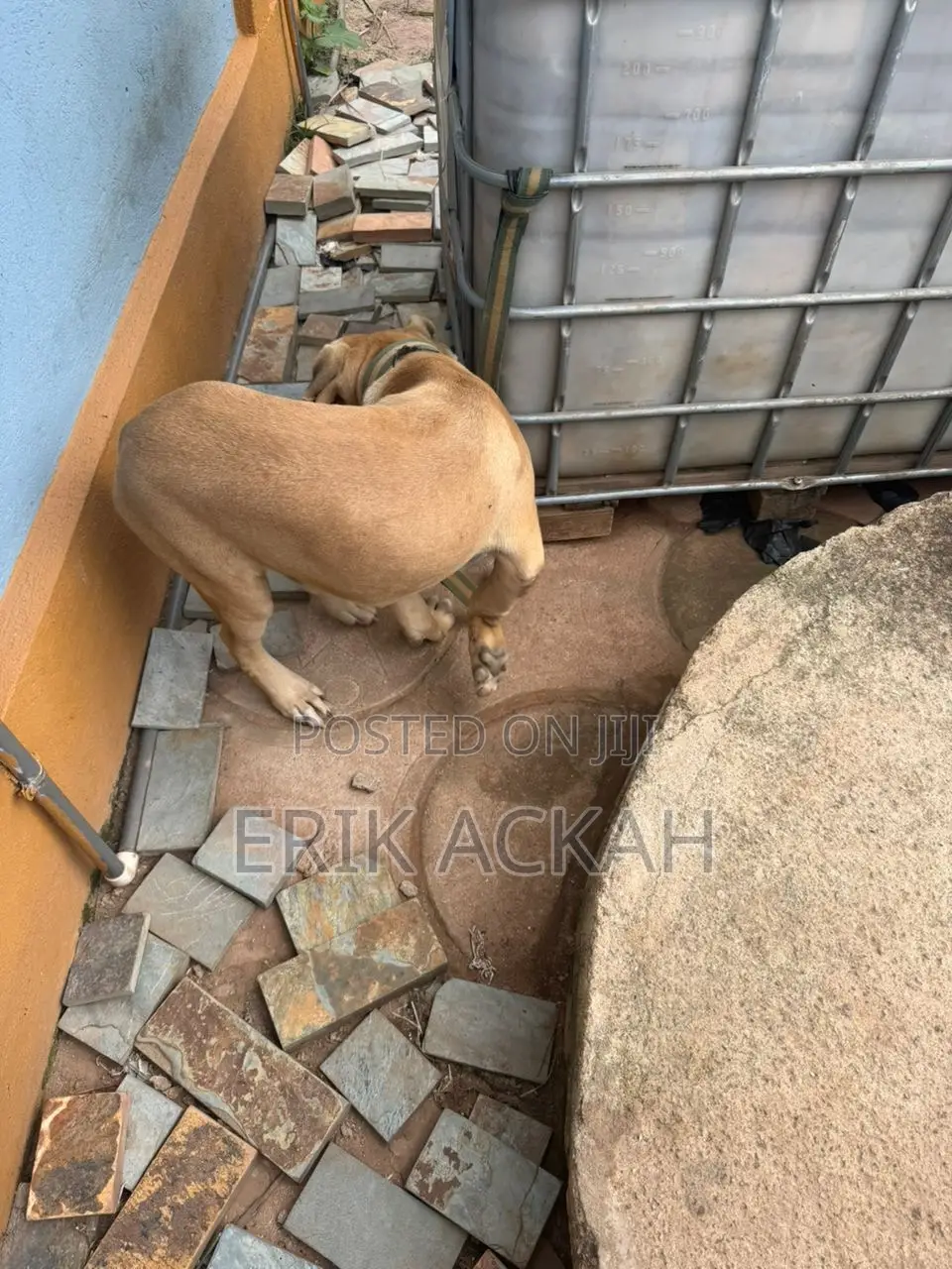 1+ year Male Purebred Boerboel