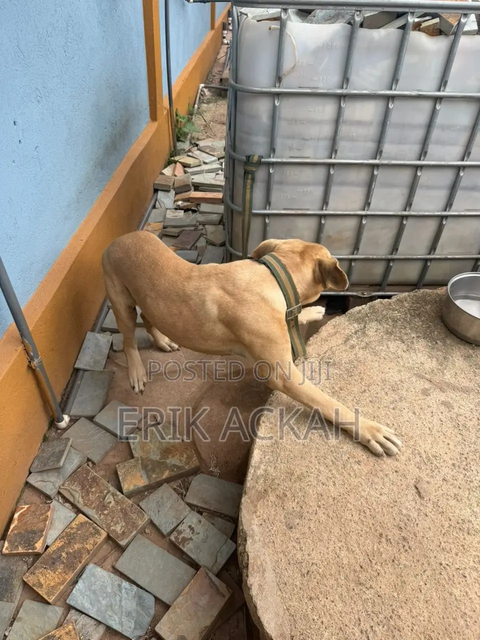 1+ year Male Purebred Boerboel