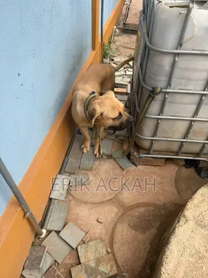 1+ year Male Purebred Boerboel