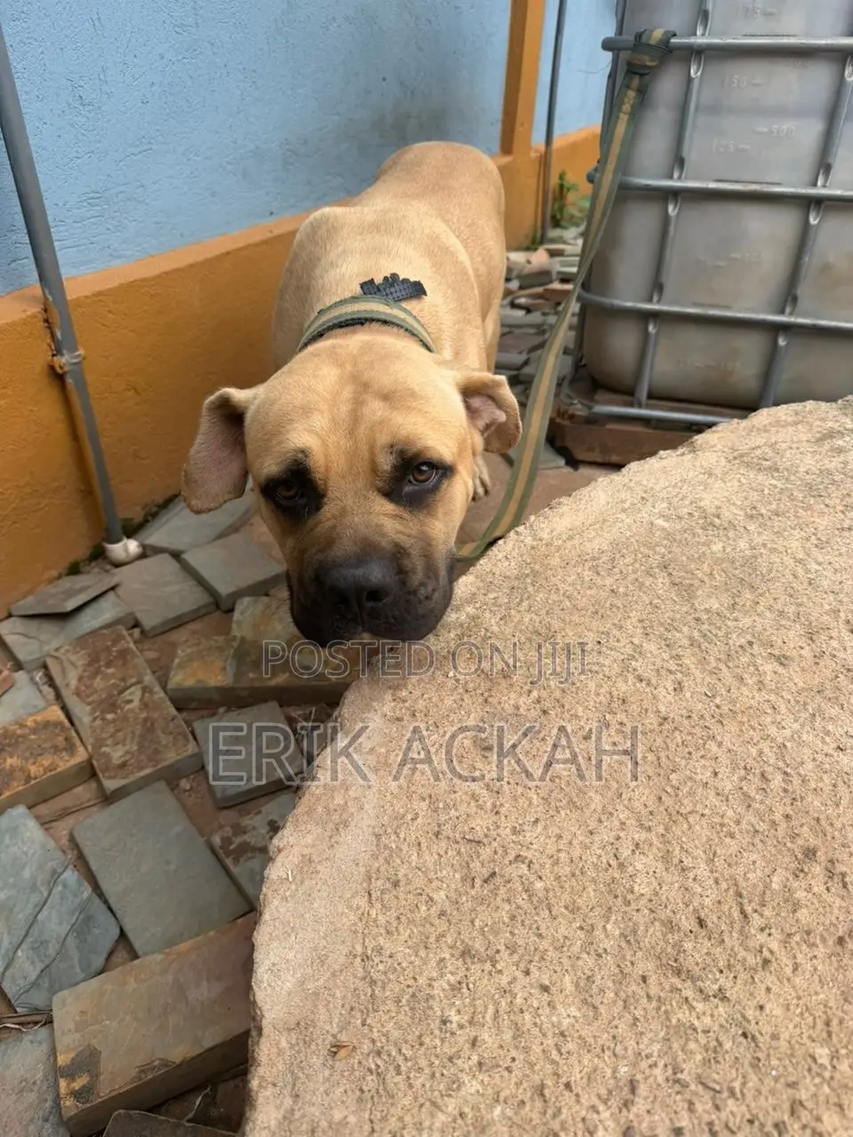 1+ year Male Purebred Boerboel