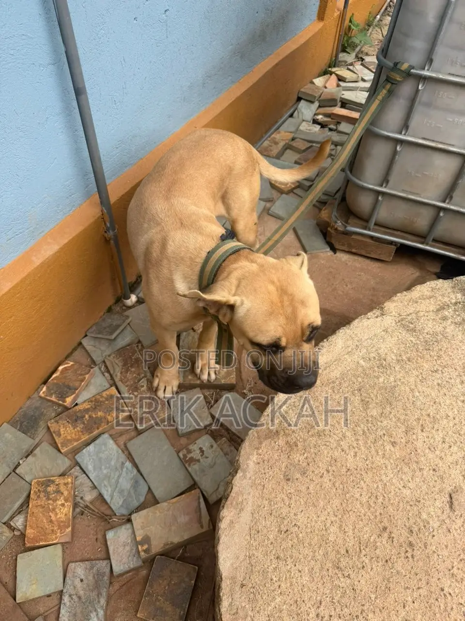 1+ year Male Purebred Boerboel