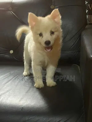 1-3 months Male Purebred American Eskimo