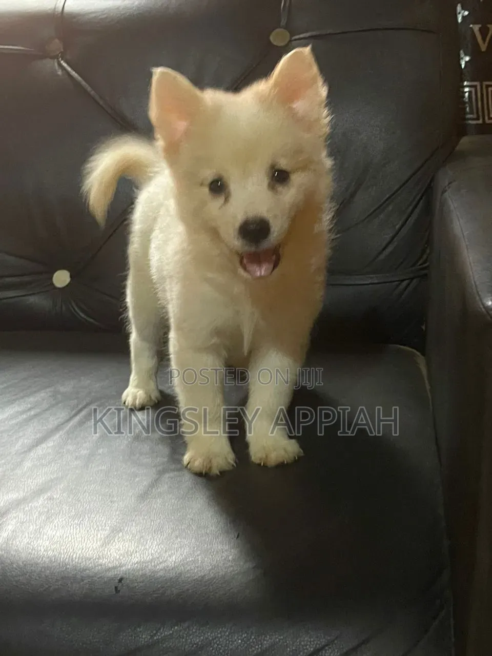 1-3 months Male Purebred American Eskimo