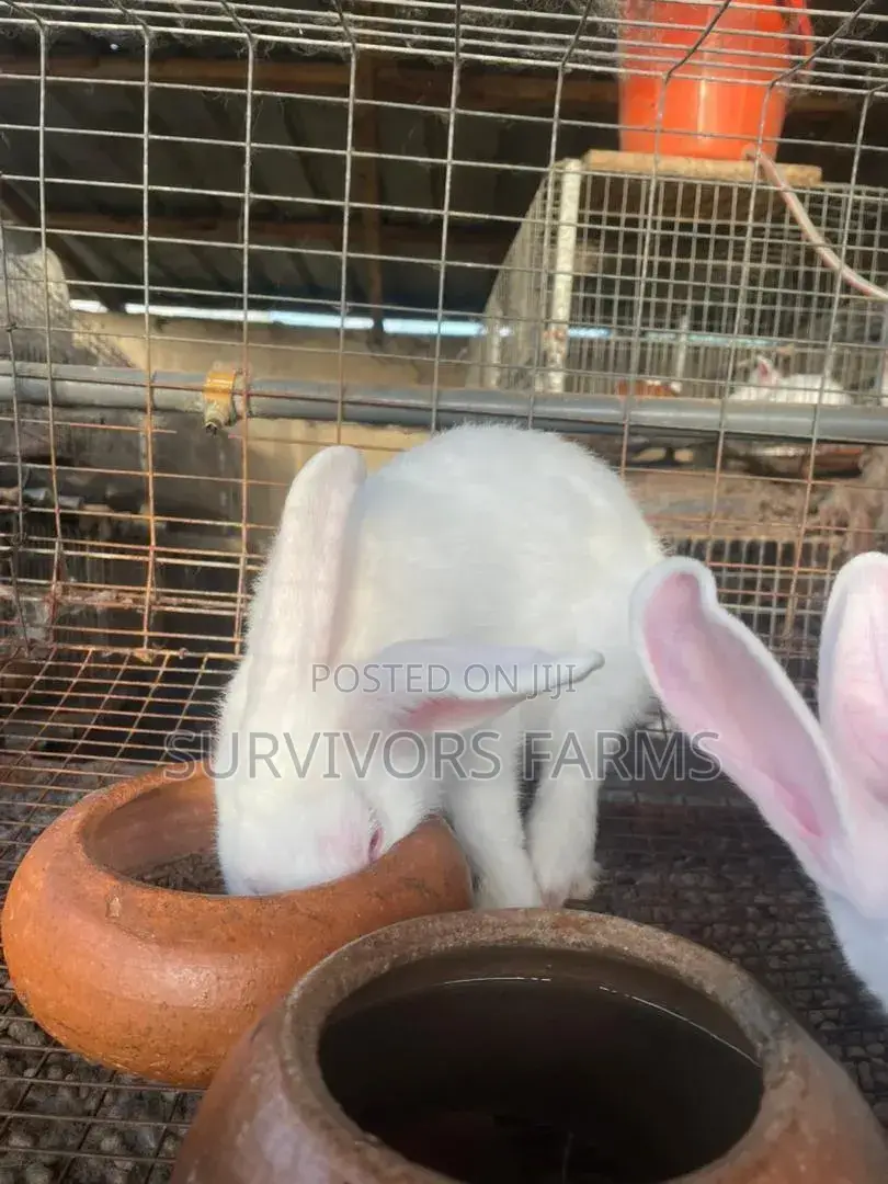 Rabbits of Different Breeds and Sizes