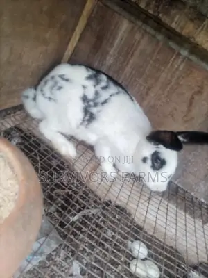 Rabbits of Different Breeds and Sizes