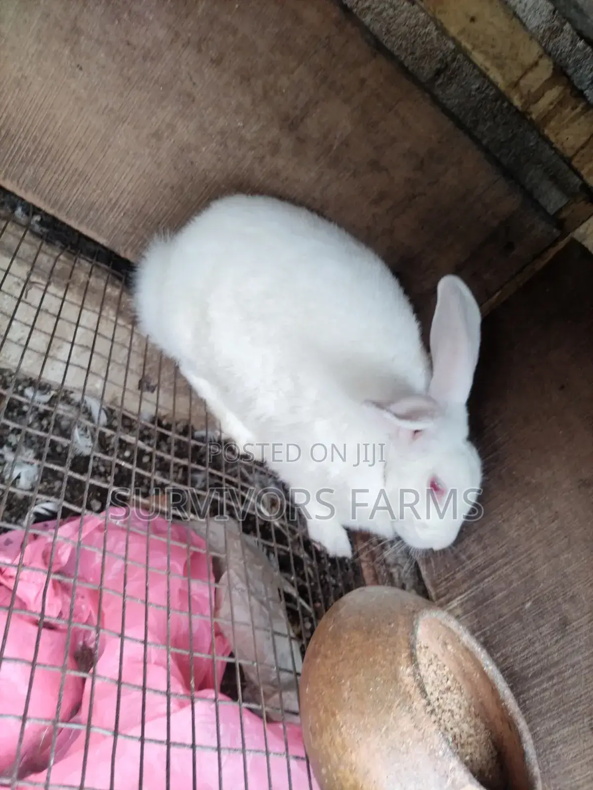 Rabbits of Different Breeds and Sizes