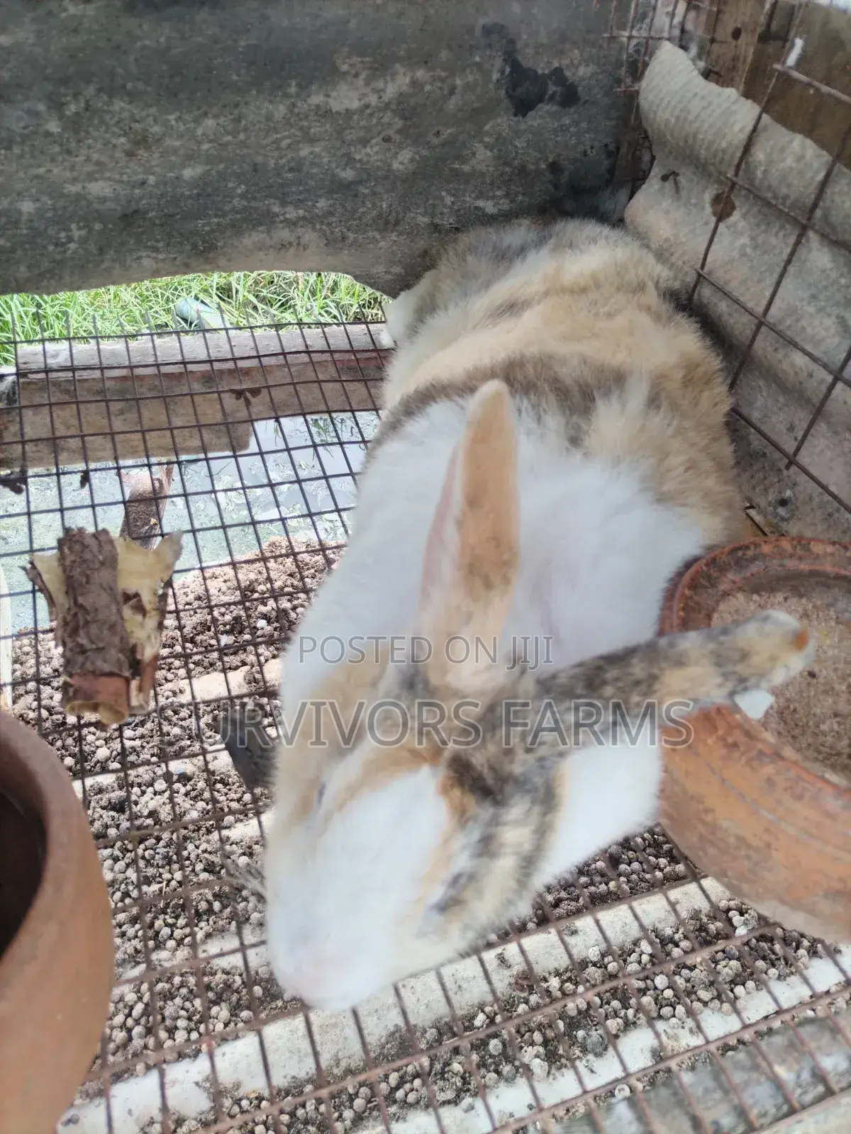Rabbits of Different Breeds and Sizes