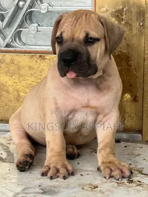 1-3 months Male Purebred Boerboel