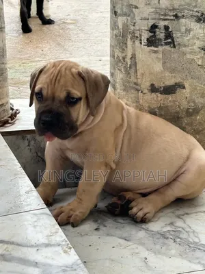 1-3 months Male Purebred Boerboel