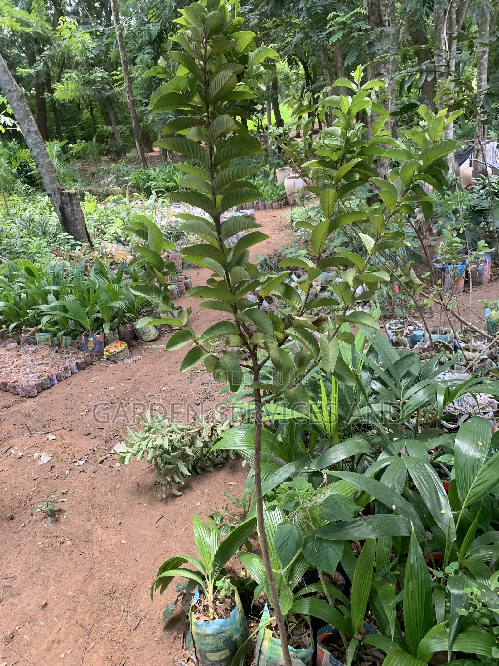 Exotic Guava for Sale
