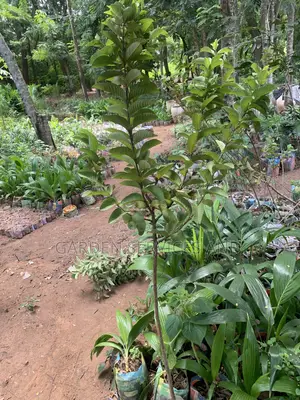 Exotic Guava for Sale